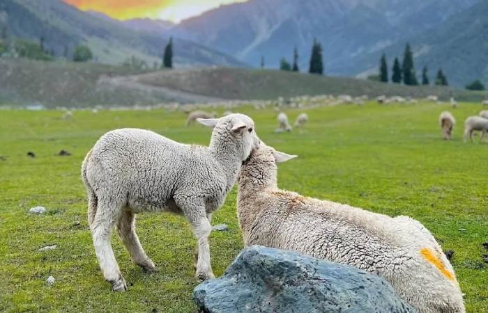 Chandigarh to Kashmir Journey